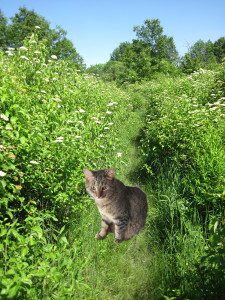Crepes the Cat In the forest