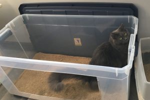 grey cat in a large litter box