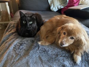 dog and cat on a pawtect waterproof blanket
